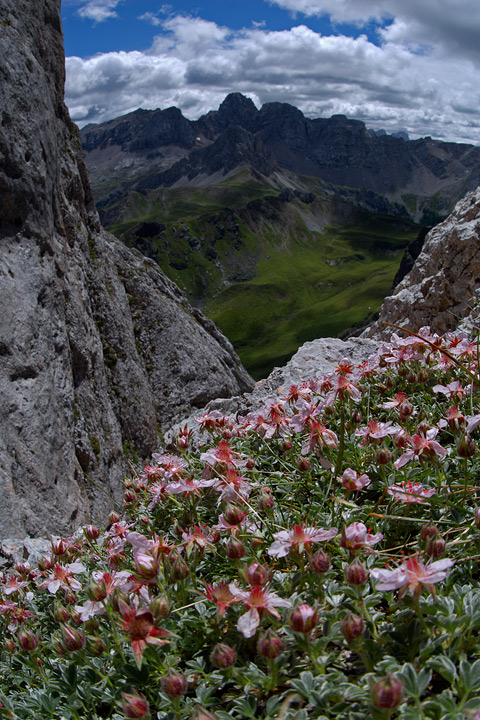 Potentilla nitida / Potentilla delle Dolomiti, P. rosea